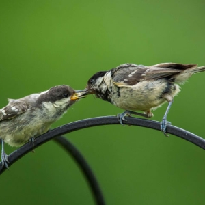 Redwell   June   2016 (302 Of 659).jpg